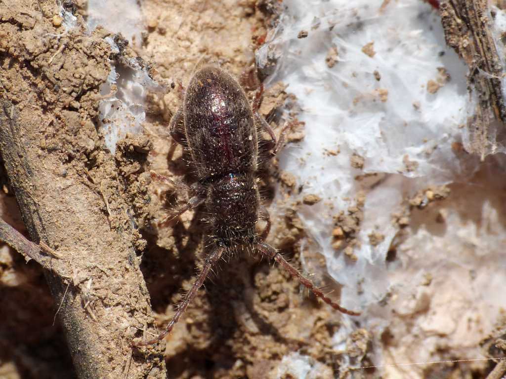 Parmena sp.